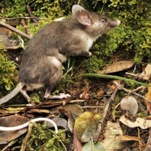 Tikus Mirip Babi Ditemukan di Sulawesi