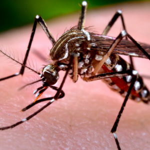 Mengenal Virus Zika, Virus Mematikan bagi Calon Bayi