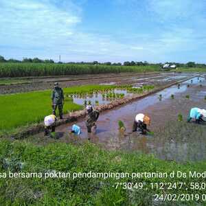 Babinsa Koramil 0815/03 Sooko Kawal Petani Tanam Padi