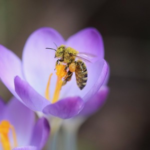 Manfaat Nyata Bunga Saffron Untuk Wajah, Kulit Glowing Alami 