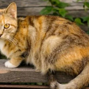 Perkawinan Silang Kucing Ras dengan Kucing Kampung Menghasilkan Keturunan yang Unik 