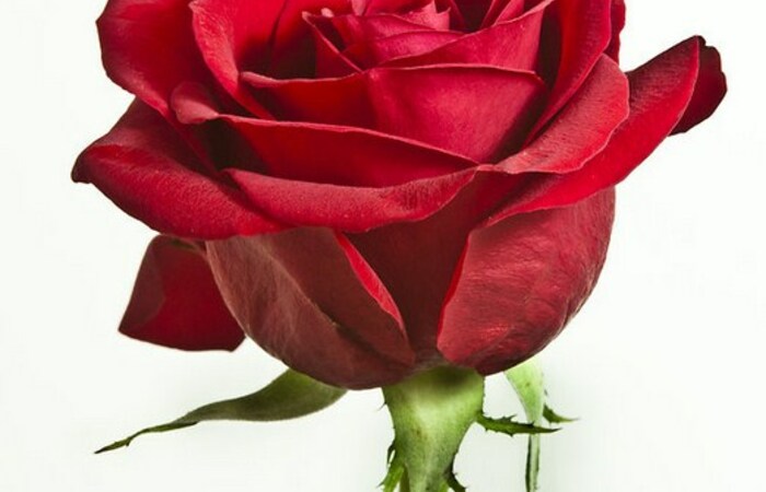 Lima Fakta Lain Tentang Bunga Mawar 