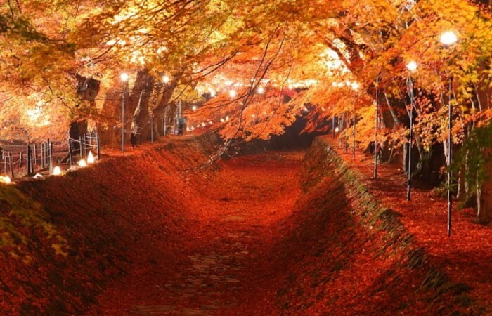 Pastikan Kunjungi 4 Terowongan Pohon Cantik ini saat Berkunjung ke Negeri Sakura