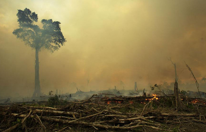 Potensi Hutan Indonesia dalam Cap-and-Trade Carbon Trading