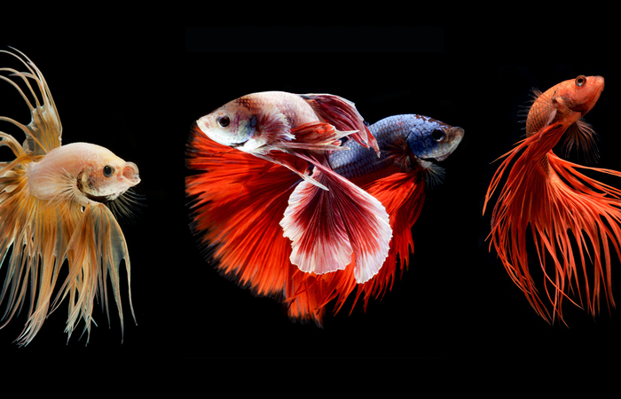 7 Fakta Ikan Cupang Yang Tidak Anda Ketahui
