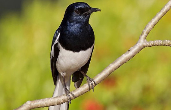 3 Jenis Burung Pengicau Paling Populer di Indonesia