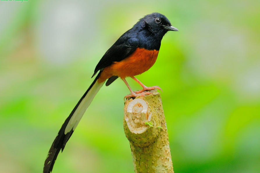 Jenis Jenis Burung Kicauan Populer Di Indonesia