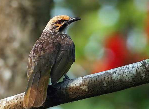 5 Burung Kicau Populer di Indonesia
