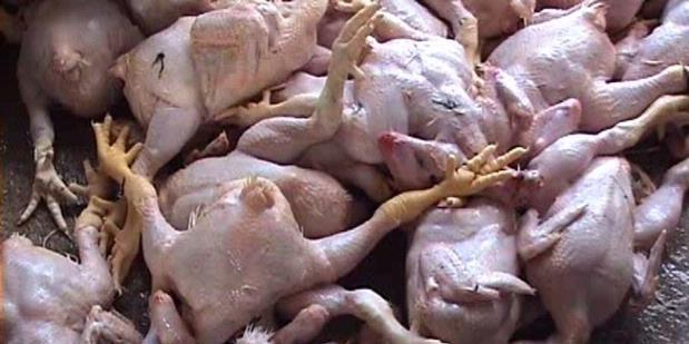 Hati-Hati Daging Ayam Tak Layak Konsumsi