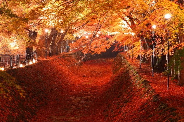 Pastikan Kunjungi 4 Terowongan Pohon Cantik ini saat Berkunjung ke Negeri Sakura