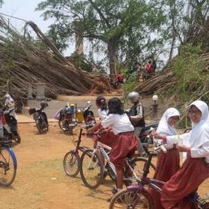 Tumbangnya Pohon Beringin Berusia Ratusan Tahun