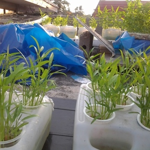 Kangkung Hidroponik, Sayuran Tahan Banting: Ulasan dan Tutorial