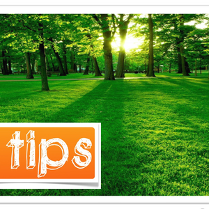 3 Tips Menulis Artikel dengan Topik Evergreen