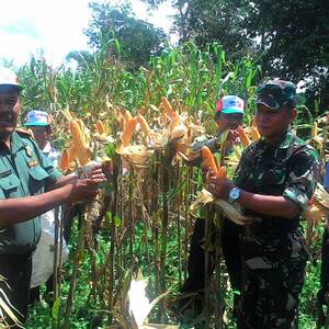 Tingkatkan Produktifitas Pertanian Saat Panen Jagung Di Bulan Ramadhan