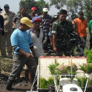 Percepat Produktifitas Padi Lewat Budidaya Varietas Unggul