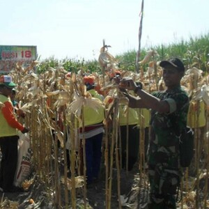 Peningkatan Produksi Jagung Lewat Varietas Unggulan