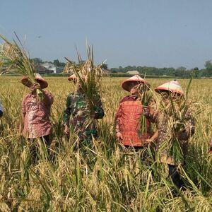 Maksimalkan Produktifitas Pada Panen Raya Di Pare Kediri