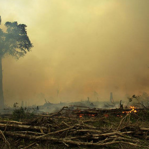 Potensi Hutan Indonesia dalam Cap-and-Trade Carbon Trading