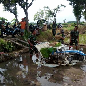 Tantangan dan Hambatan Tanam Padi di Musim Hujan