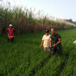 Babinsa Koramil Gedeg Dampingi Petani Perawatan Tanaman Padi