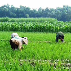 Jaga Kesuburan Tanaman Padi Babinsa Jatirejo Bersama Petani Cabuti Gulma