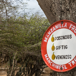 Manchineel,Pohon Berbahaya Bisa Menyebabkan Kematian