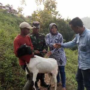 Pra TMMD Pok Ternak Mendo Joyo Desa Jembul Terima Bantuan Kambing
