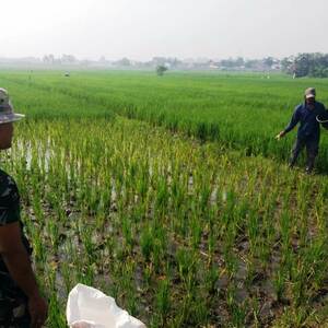 Petani Tanjungan Lakukan Pemupukan Tanaman Padi