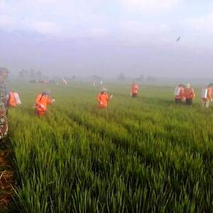 Bersama PPL Babinsa Koramil Trowulan Dampingi Poktan Kendalikan Hama