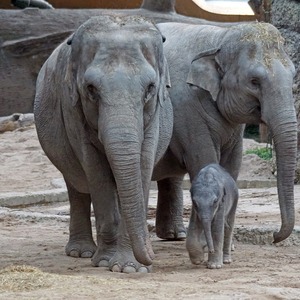 Gajah Hewan Besar, Tak Sekuat yang Kita Kira