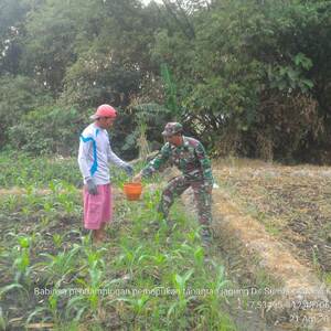 Babinsa Koramil Dlanggu Dampingi Petani Pemupukan Tanaman Jagung