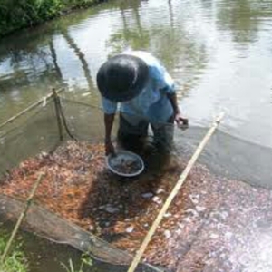 Asyiknya Wisata Ikan di Desa Wisata Bokesan,Ngemplak,Sleman,Yogyakarta