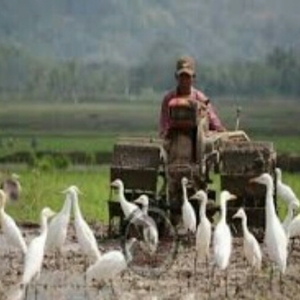 Pesona Burung Kuntul di Desa Wisata Kentingan,Mlati,Sleman,Yogyakarta