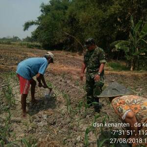 Babinsa Kenanten Koramil 0815/04 Puri Dampingi Petani Perawatan Tanaman Jagung 