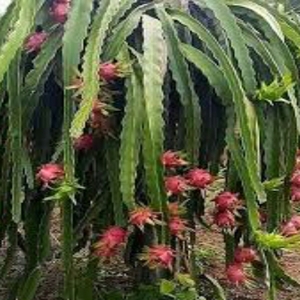 Berburu Buah Naga ke Kota Budaya Yogyakarta