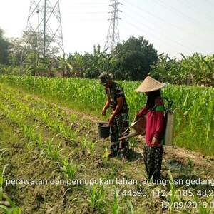 Kawal Swasembada Pangan Babinsa Koramil 0815/07 Jetis Dampingi Petani Jagung