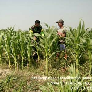 Babinsa Koramil 0815/14 Dlanggu Lakukan Pengamatan Hama Tanaman Jagung