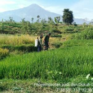 Antisipasi Hama Tanaman Padi, Babinsa Koramil 0815/16 Pacet Bersama Petani Lakukan Penyemprotan