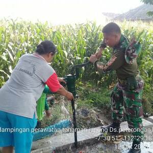 Antisipasi Gagal Panen Babinsa Koramil Bangsal Bantu Petani Airi Tanaman Jagung