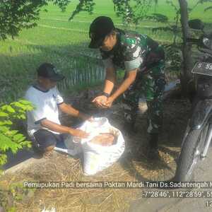 Babinsa Pos Ramil Mojoanyar Dampingi Petani Pemupukan Tanaman Padi