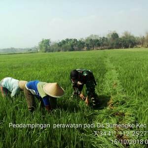 Jaga Kesuburan Tanaman Padi, Babinsa Koramil 0815/15 Jatirejo Dampingi Penyiangan