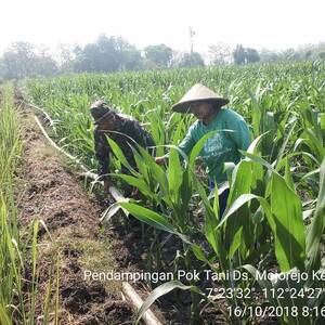 Dua Babinsa Koramil 0815/07 Jetis Dampingi Petani Rawat Tanaman Jagung