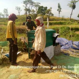 Babinsa Koramil 0815/16 Pacet Dampingi Poktan Mekar Sari-2 Panen Padi