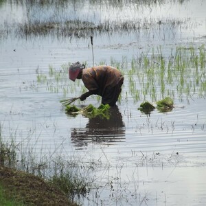 Langkah Panjang HGU untuk Kesejahteraan Petani