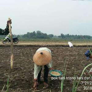 Babinsa Koramil 0815/08 Dawarblandong Dampingi Poktan Anggrek Kuning Tanam Jagung