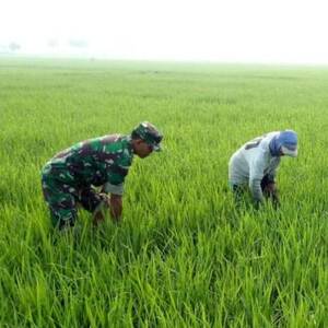 Babinsa Gempolkrep Koramil 0815/05 Gedeg Dampingi Petani Penyiangan Tanaman Padi