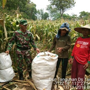 Babinsa Tangunan Koramil 0815/04 Puri Bantu Petani Panen Jagung