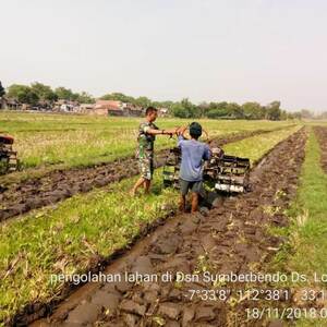 Babinsa Lolawang Koramil 0815/12 Ngoro Bantu Petani Bajak Sawah