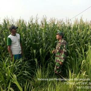 Tak Kenal Libur Babinsa Koramil 0815/14 Dlanggu Dampingi Petani Rawat Tanaman Jagung