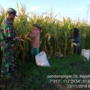 Wujudkan Ketahanan Pangan Koramil 0815/13 Kutorejo Bantu Petani Panen Jagung Di Tiga Lokasi